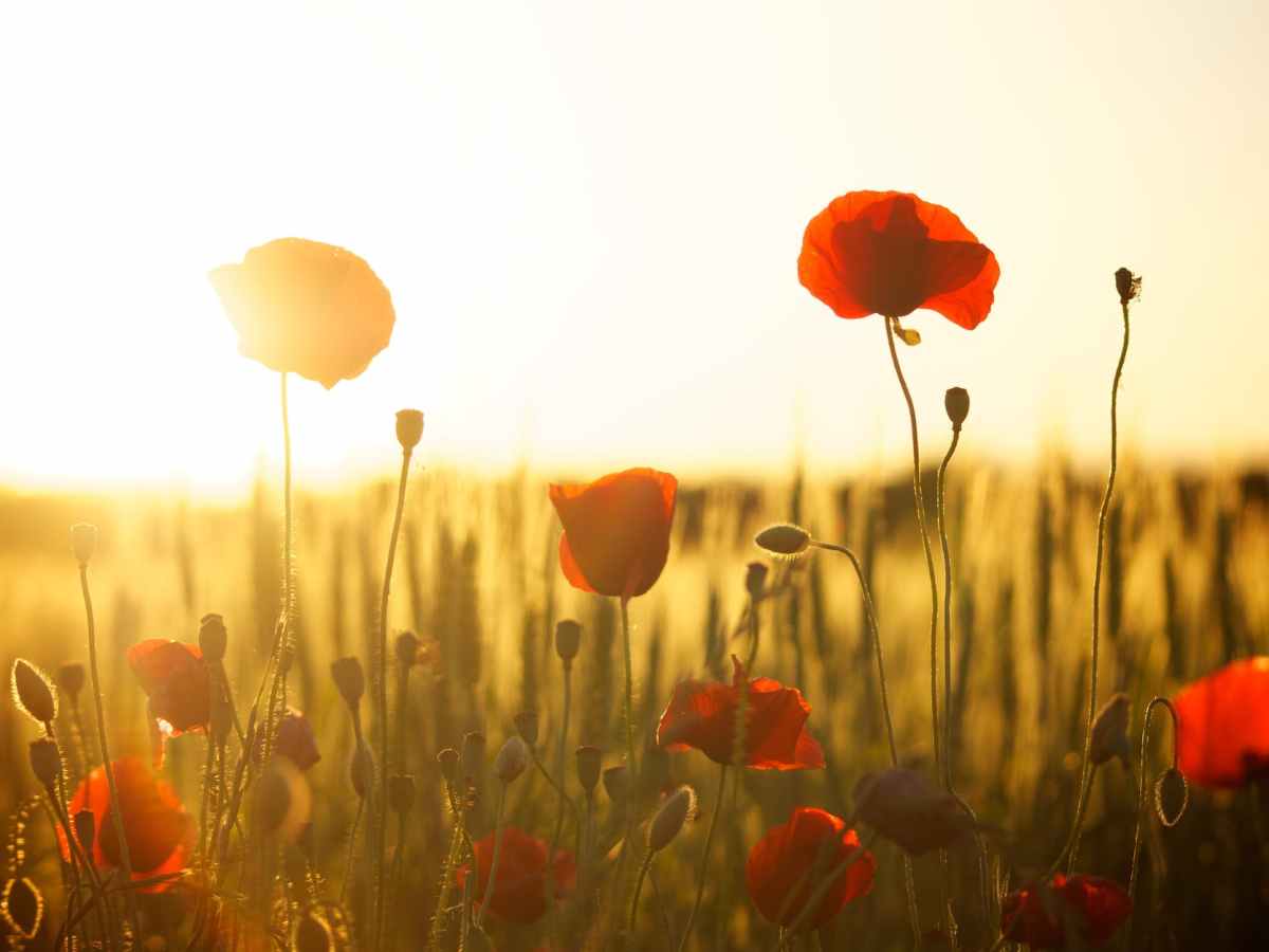 War-related music and&nbsp;composers